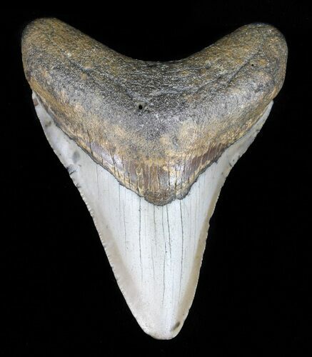 Megalodon Tooth - North Carolina #59139